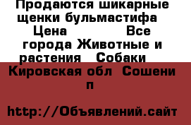 Продаются шикарные щенки бульмастифа › Цена ­ 45 000 - Все города Животные и растения » Собаки   . Кировская обл.,Сошени п.